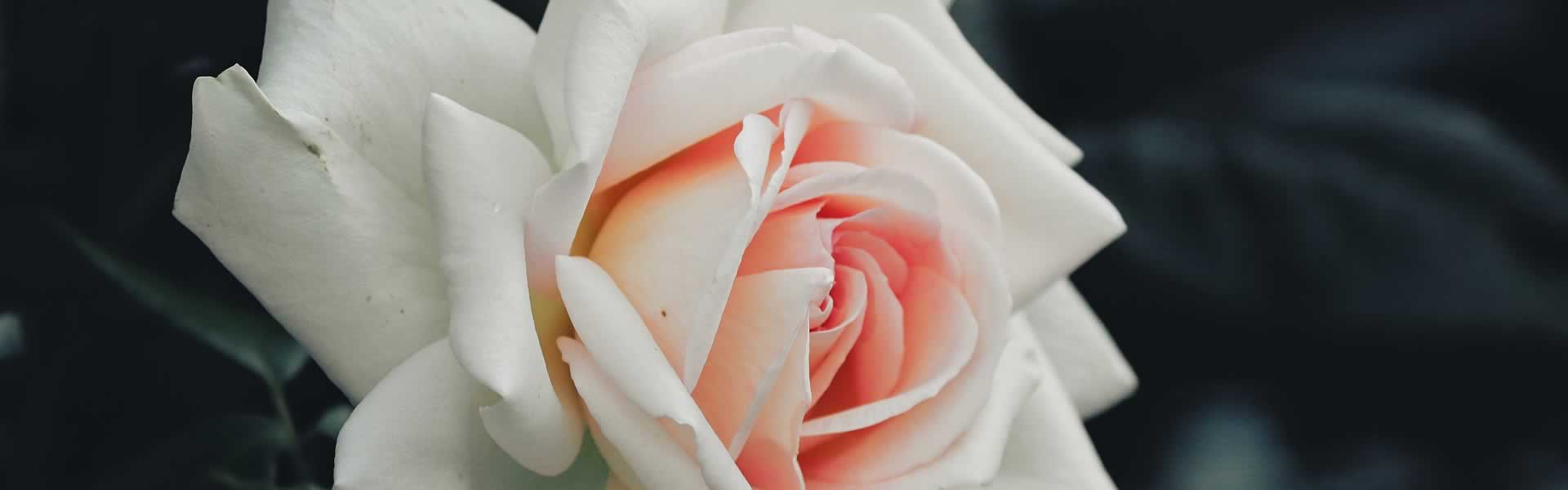 Rosa per decorazione lapidi e servizi funebri